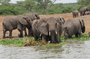 Elephants of Kazinga