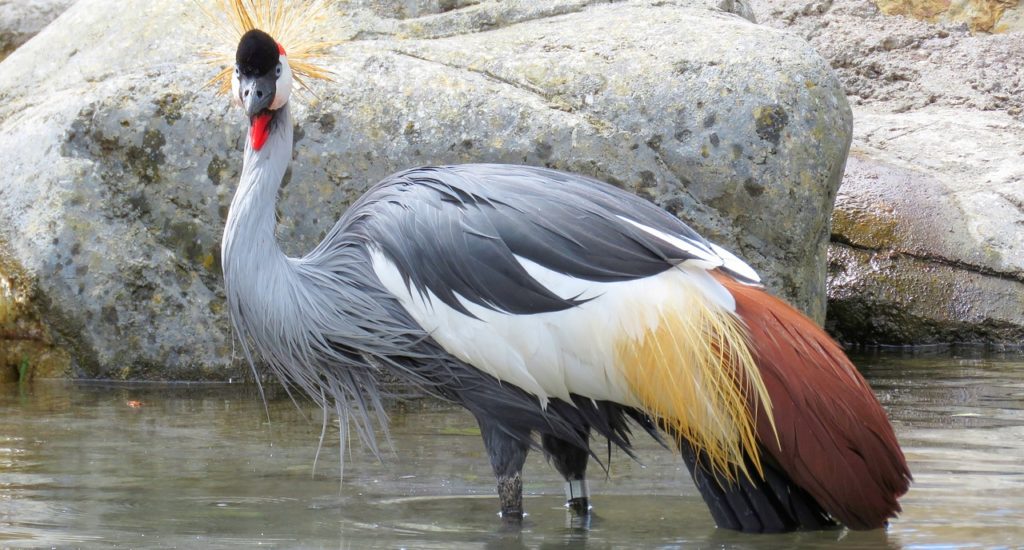 grey-crowned-crane-1502935_1280 PIXABAY FREE