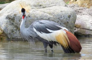 grey-crowned-crane-1502935_1280 PIXABAY FREE