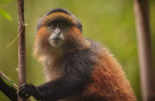 Wild and very rare golden monkey in the bamboo forest. Unique and endangered animal close up in nature habitat. African wildlife. Beautiful and charismatic creature. Golden monkey.Cercopithecus kandti