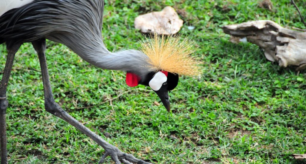 Grey Crowned Crane - checking the ground for insects - Balearica regulorum gibbericeps - known for their crown of golden feathers and part of Uganda's coat of arms (Central Region, Uganda)