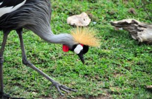 Grey Crowned Crane - checking the ground for insects - Balearica regulorum gibbericeps - known for their crown of golden feathers and part of Uganda's coat of arms (Central Region, Uganda)