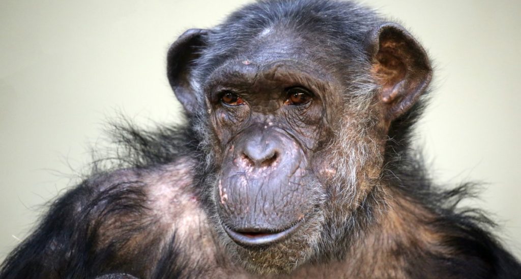 Chimpanzee