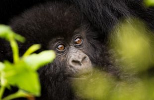 Detailed image of a baby mountain gorilla smiling