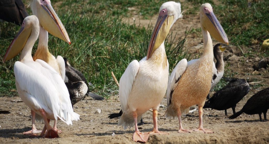 pink-pelican-1536362_1280 PIXABAY FREE (website)