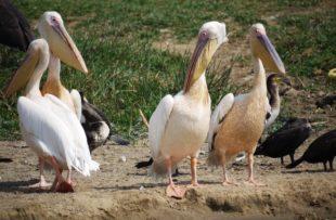 pink-pelican-1536362_1280 PIXABAY FREE (website)