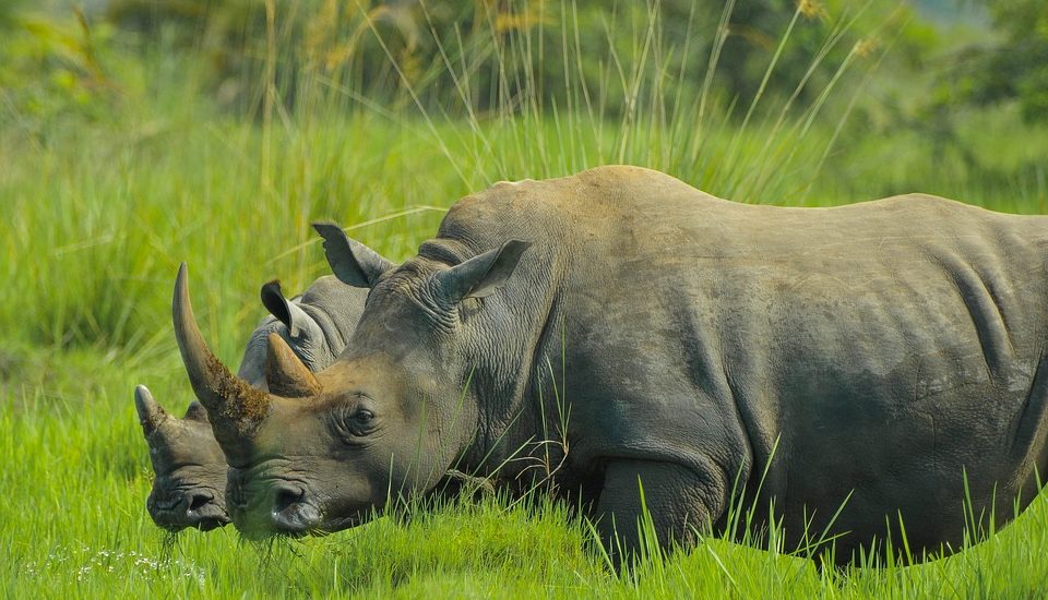 rhino-2878222_960_720 pIXABAY FREE