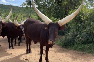 Ankole long-horned cow