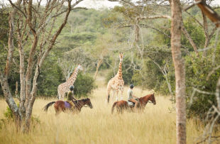 Horse back safari